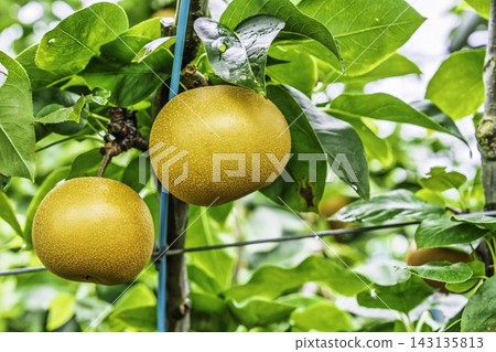 Autumn Delights: Pears ripening on the trees - Akiakari Pear Picking, Sendai City, Miyagi Prefecture Autumn Delights: Pears ripening on the trees - Akiakari Pear Picking, Sendai City, Miyagi Prefecture 143135813