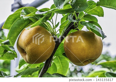 Autumn Delights: Pears ripening on the trees - Akiakari Pear Picking, Sendai City, Miyagi Prefecture Autumn Delights: Pears ripening on the trees - Akiakari Pear Picking, Sendai City, Miyagi Prefecture 143135817
