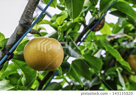Autumn Delights: Pears ripening on the trees - Akiakari Pear Picking, Sendai City, Miyagi Prefecture Autumn Delights: Pears ripening on the trees - Akiakari Pear Picking, Sendai City, Miyagi Prefecture 143135820