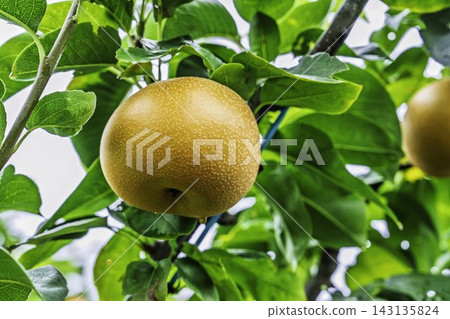 Autumn Delights: Pears ripening on the trees - Akiakari Pear Picking, Sendai City, Miyagi Prefecture Autumn Delights: Pears ripening on the trees - Akiakari Pear Picking, Sendai City, Miyagi Prefecture 143135824