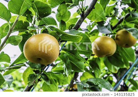 Autumn Delights: Pears ripening on the trees - Akiakari Pear Picking, Sendai City, Miyagi Prefecture Autumn Delights: Pears ripening on the trees - Akiakari Pear Picking, Sendai City, Miyagi Prefecture 143135825