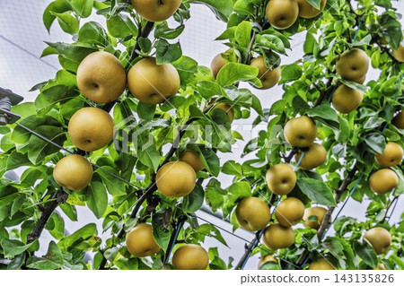 Autumn Delights: Pears ripening on the trees - Akiakari Pear Picking, Sendai City, Miyagi Prefecture Autumn Delights: Pears ripening on the trees - Akiakari Pear Picking, Sendai City, Miyagi Prefecture 143135826
