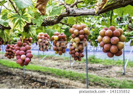 Autumn Delights: Queen Nina Grape Picking in Sendai City, Miyagi Prefecture Autumn Delights: Queen Nina Grape Picking in Sendai City, Miyagi Prefecture 143135852