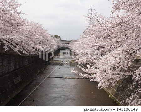 Cherry blossoms along the Meguro River (Nakameguro, Meguro Ward, Tokyo) Cherry blossoms along the Meguro River (Nakameguro, Meguro Ward, Tokyo) 143136149