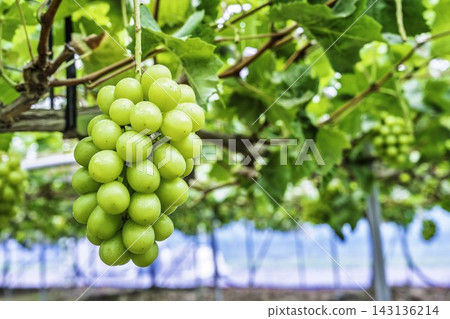 秋天樂趣:在宮城縣仙台市採摘閃耀麝香葡萄 秋天樂趣:在宮城縣仙台市採摘閃耀麝香葡萄 143136214
