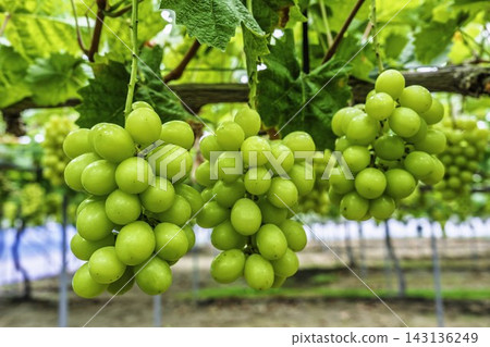 Autumn Delights: Shine Muscat Grape Picking in Sendai City, Miyagi Prefecture Autumn Delights: Shine Muscat Grape Picking in Sendai City, Miyagi Prefecture 143136249