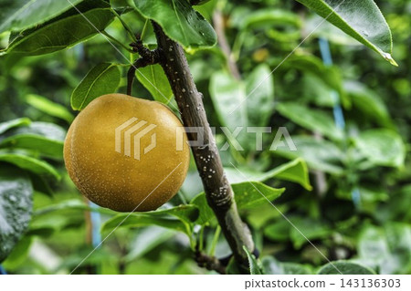 Autumn Delights: Pears ripening on the trees - Akiakari Pear Picking, Sendai City, Miyagi Prefecture Autumn Delights: Pears ripening on the trees - Akiakari Pear Picking, Sendai City, Miyagi Prefecture 143136303