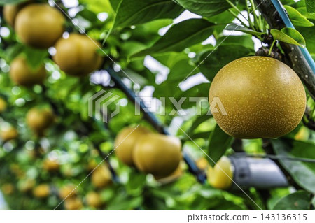 Autumn Delights: Pears ripening on the trees - Akiakari Pear Picking, Sendai City, Miyagi Prefecture Autumn Delights: Pears ripening on the trees - Akiakari Pear Picking, Sendai City, Miyagi Prefecture 143136315