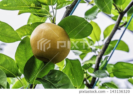 Autumn Delights: Pears ripening on the trees - Akiakari Pear Picking, Sendai City, Miyagi Prefecture Autumn Delights: Pears ripening on the trees - Akiakari Pear Picking, Sendai City, Miyagi Prefecture 143136320