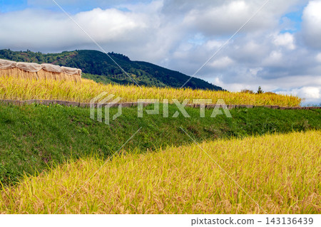 Nakano's terraced rice fields, the bountiful autumn harvest. Nakano's terraced rice fields, the bountiful autumn harvest. 143136439