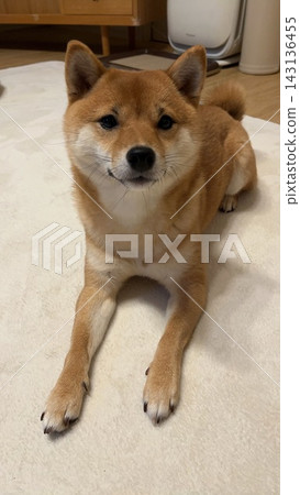 Shiba Inu放鬆 Shiba Inu放鬆 143136455
