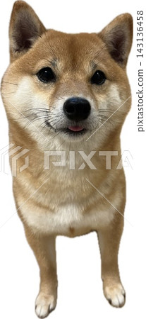 面對前面的柴犬的插圖 面對前面的柴犬的插圖 143136458