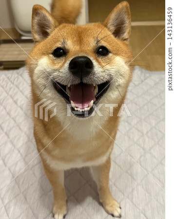 微笑Shiba Inu 微笑Shiba Inu 143136459