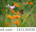 Hoshi Hojak和Cosmos 143136936