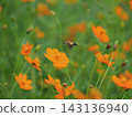 Hoshi Hojak和Cosmos 143136940