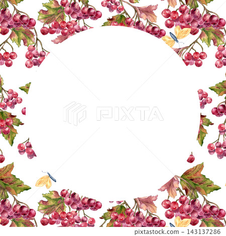 Autumn viburnum berry and leaves border frame a blank white center . Seasonal template for invitations or greeting cards watercolor isolated. Fall bright botanical border red berry hand drawn. Autumn viburnum berry and leaves border frame a blank white center . Seasonal template for invitations or greeting cards watercolor isolated. Fall bright botanical border red berry hand drawn. 143137286