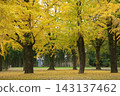 A yellow leafy ginkgo bunched trees 143137462