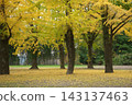 Golden ginkgo trees 143137463