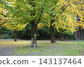 Autumnal leaves ginkgo tree 143137464