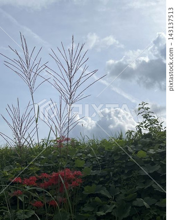 岩手縣平泉市，秋風吹拂著蒲葦，路邊盛開著鮮紅的蜘蛛百合。 143137513