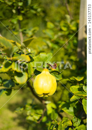 Yellow chaenomeles japonica fruits growing on bush branch outdoors Yellow chaenomeles japonica fruits growing on bush branch outdoors 143137753