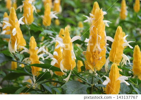 Park flowers Park flowers 143137767