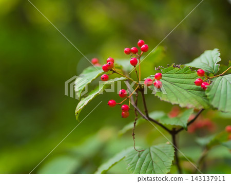 紅色莢蒾漿果在九月變紅 143137911