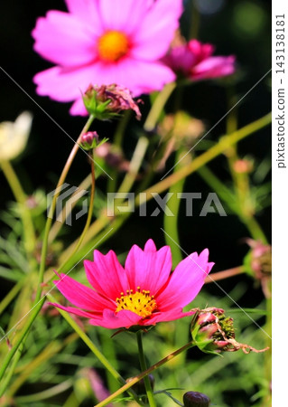 Pink cosmos Pink cosmos 143138181