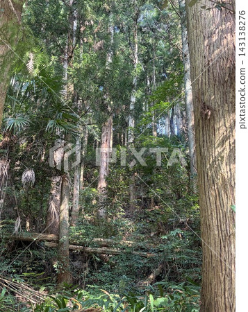 陽光透過樹梢灑落在茂密的森林中 陽光透過樹梢灑落在茂密的森林中 143138276