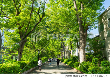 綠樹成蔭的街道,周圍環繞著大宮冰川神社的清新綠意。 綠樹成蔭的街道,周圍環繞著大宮冰川神社的清新綠意。 143138703