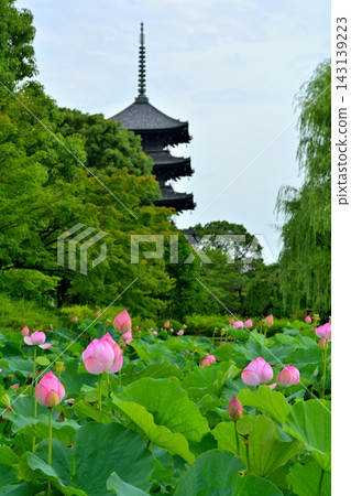 京都·東寺 143139223