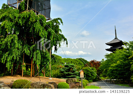 京都·東寺 京都·東寺 143139225