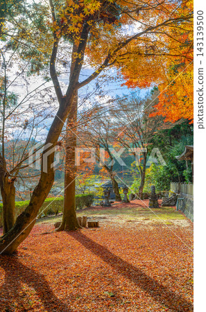A carpet of autumn leaves and beautiful sunlight filtering through the trees spreads across the ruins of Sasayama Castle in autumn. *The shooting location is indicated in the comments section of the work. A carpet of autumn leaves and beautiful sunlight filtering through the trees spreads across the ruins of Sasayama Castle in autumn. *The shooting location is indicated in the comments section of the work. 143139500