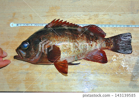 岸釣時捕獲的黑岩魚 岸釣時捕獲的黑岩魚 143139585
