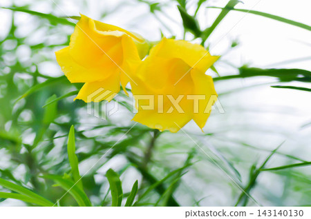 Trumpet flower , Lucky Bean or Lucky Nut or Yellow Oleander or Thevetia peruviana or APOCYNACEAE or yellow flower Trumpet flower , Lucky Bean or Lucky Nut or Yellow Oleander or Thevetia peruviana or APOCYNACEAE or yellow flower 143140130