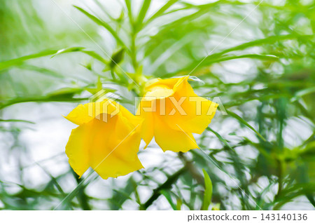 Trumpet flower , Lucky Bean or Lucky Nut or Yellow Oleander or Thevetia peruviana or APOCYNACEAE or yellow flower Trumpet flower , Lucky Bean or Lucky Nut or Yellow Oleander or Thevetia peruviana or APOCYNACEAE or yellow flower 143140136