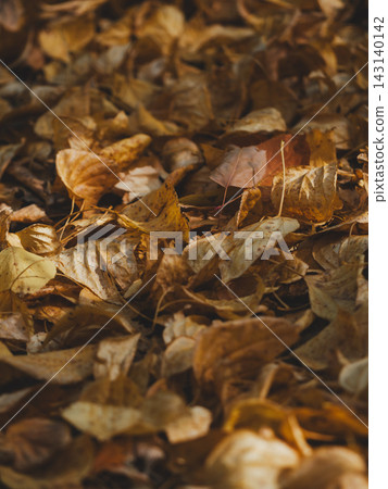 Vertical matte texture of dry golden foliage carpet under trees in october. Atmospheric minimalism, deep shadows, brown earthy tones, melancholy mood, empty space for smartphone wallpaper Vertical matte texture of dry golden foliage carpet under trees in october. Atmospheric minimalism, deep shadows, brown earthy tones, melancholy mood, empty space for smartphone wallpaper 143140142
