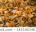 Beautiful natural carpet of dry yellow foliage on ground in sunny day. October mood, warm lighting, vibrant golden and bright orange tones, clean layout, copy space for seasonal design 143140146