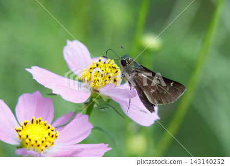 A skipper butterfly drinking nectar from a cosmos flower A skipper butterfly drinking nectar from a cosmos flower 143140252