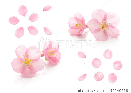 櫻花花瓣粉紅色春天白色背景設置 143140318
