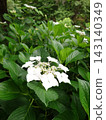 White Hakuji Hydrangea 143140349