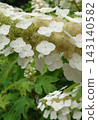 white flower hydrangea 143140582