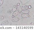 Mold spores observed under an optical microscope 143140599