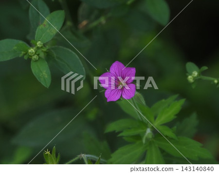 Gennoshoko的藥草紅花 Gennoshoko的藥草紅花 143140840