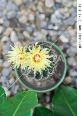 Thelocactus setispinus or Ferocactus hamatacanthus , Miniature Barrel Cactus flower or yellow flower or cactus flower Thelocactus setispinus or Ferocactus hamatacanthus , Miniature Barrel Cactus flower or yellow flower or cactus flower 143141015