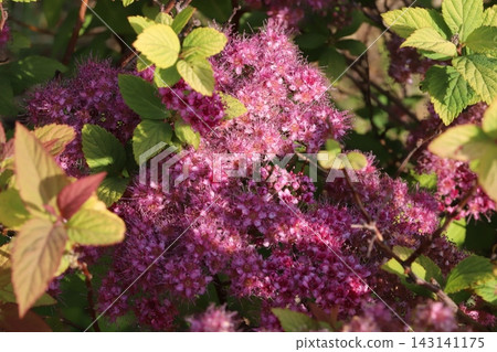 The sight of small pink spirea flowers blooming densely in a spring park. The sight of small pink spirea flowers blooming densely in a spring park. 143141175