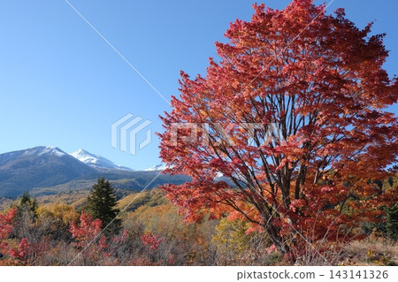 秋季山景,白雪皚皚的山峰和色彩鮮豔的大楓樹格外引人注目。 秋季山景,白雪皚皚的山峰和色彩鮮豔的大楓樹格外引人注目。 143141326