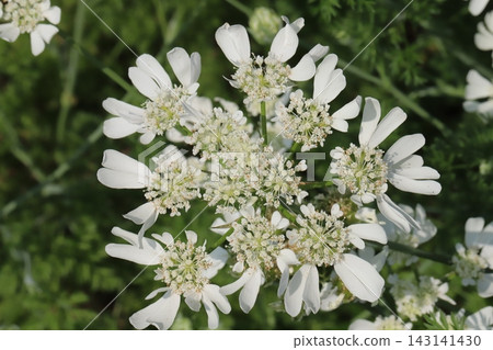 The beautiful white flowers of Orlaya 'White Lace' blooming in clusters in the spring park. The beautiful white flowers of Orlaya 'White Lace' blooming in clusters in the spring park. 143141430