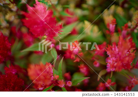 小雞冠花 小雞冠花 143141553
