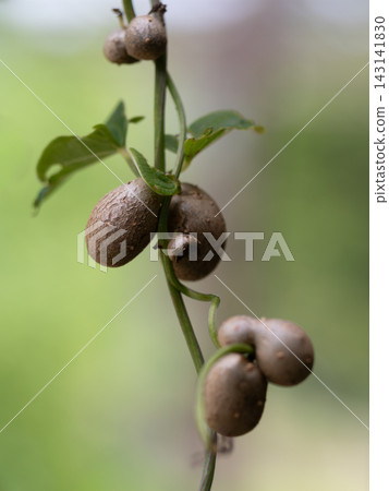 苦紅藤蔓和珠芽 143141830